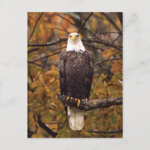 Autumn Eagle Photo Postcard