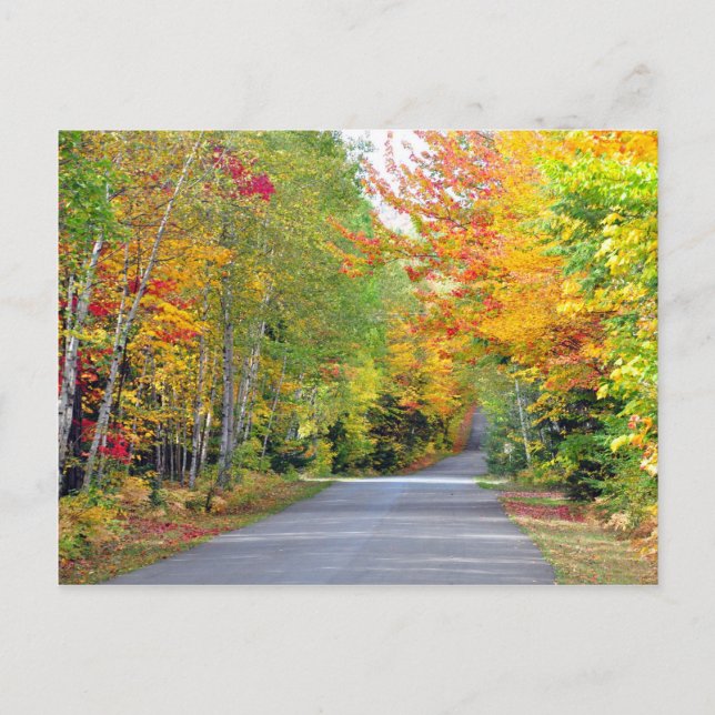 Autumn Fall Colours Road Quebec Canada Postcard (Front)