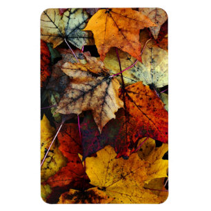 Autumn Fall Foliage Photography-Flexi Magnet