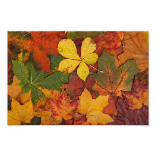 Autumn Fall Leaves Photo Print