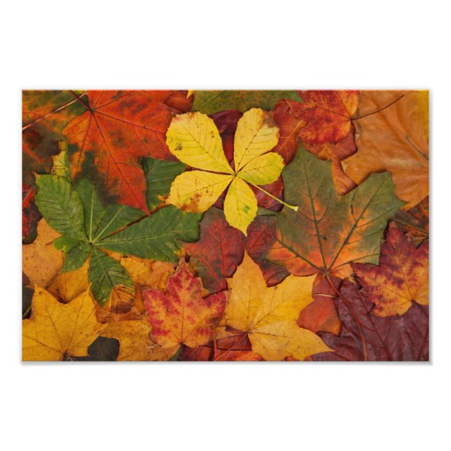 Autumn Fall Leaves Photo Print (Front)