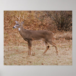 Autumn Fall Season Buck Deer Art Poster