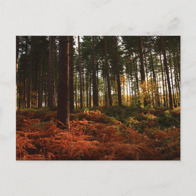 Autumn Ferns Postcard (Front)