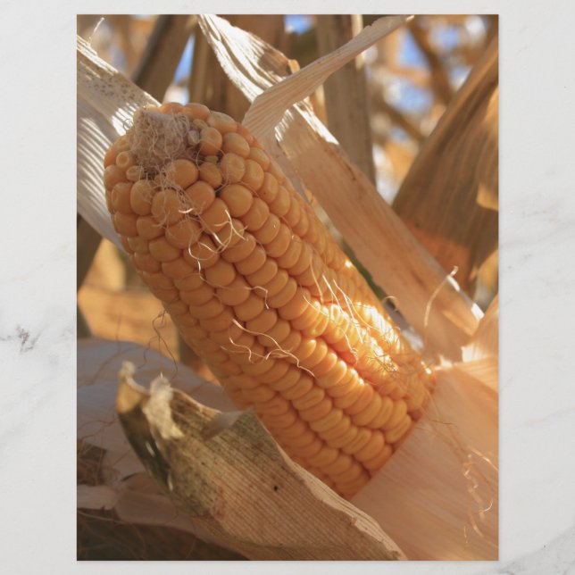 Autumn Field Corn on Stalk (Front)