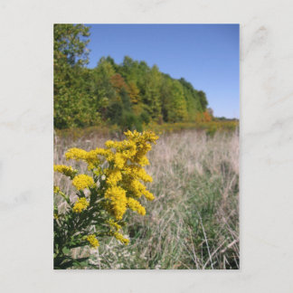 Autumn Field Postcard