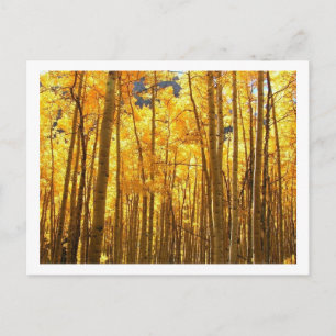 Autumn Foilage Postcard