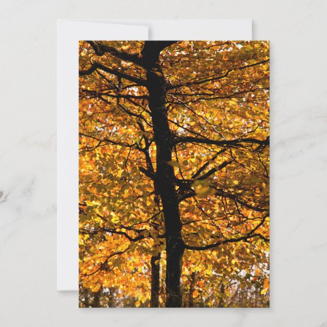 Autumn foliage (Front)