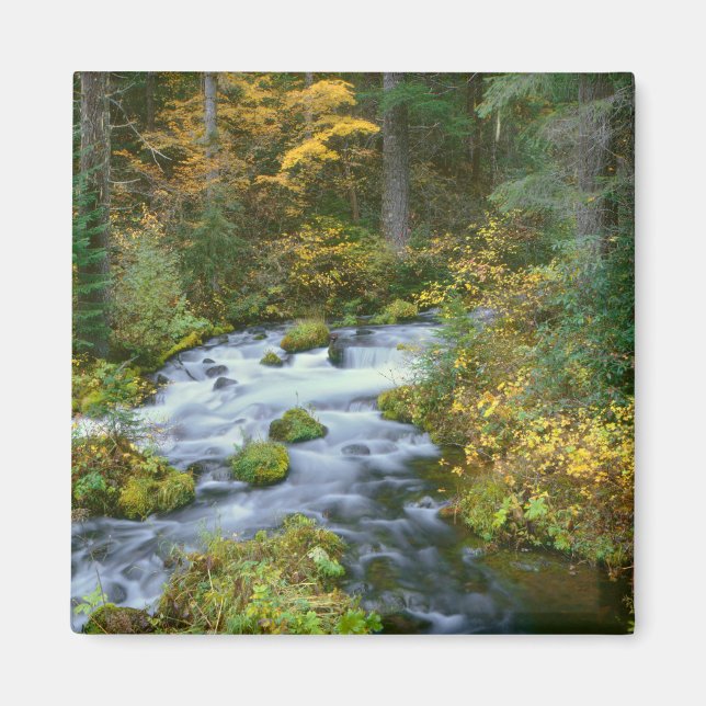 Autumn foliage & Douglas Fir Border Roaring River Magnet (Front)