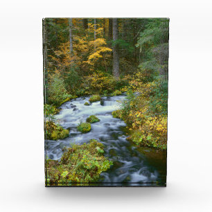 Autumn foliage & Douglas Fir Border Roaring River Photo Block