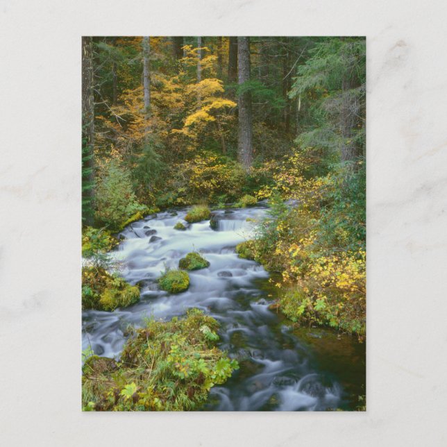 Autumn foliage & Douglas Fir Border Roaring River Postcard (Front)