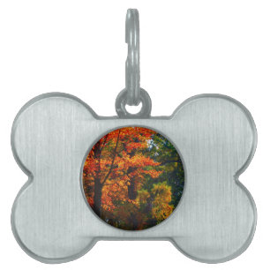 Autumn foliage pet ID tag