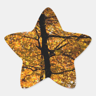 Autumn foliage star sticker