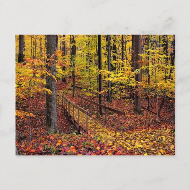 Autumn Footbridge,postcard Postcard (Front)