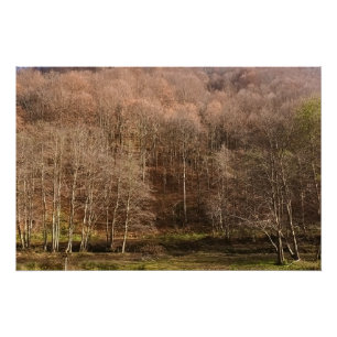 Autumn Forest Landscape - Wild Nature Romania Poster