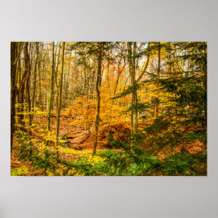 Autumn Forest Nature Poster