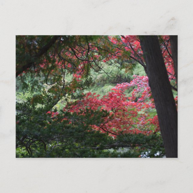 Autumn Forest Postcard (Front)