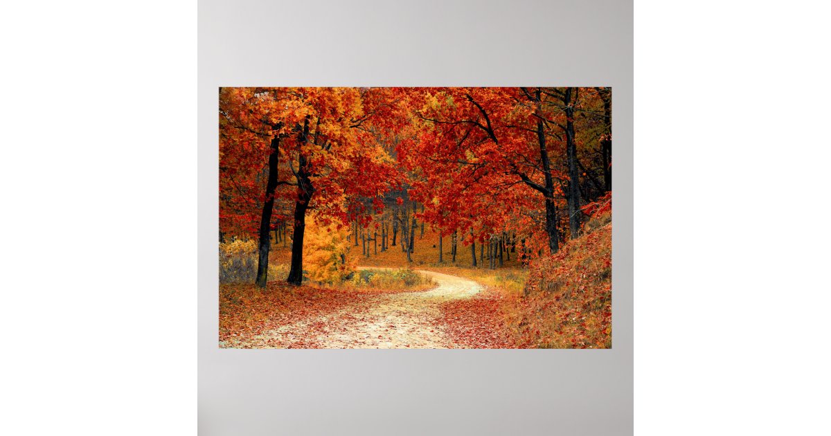 Autumn Forest Poster | Zazzle