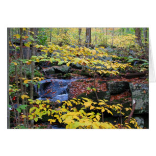 Autumn forest scene