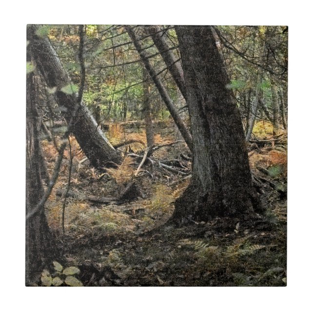 Autumn forest scene             ceramic tile (Front)