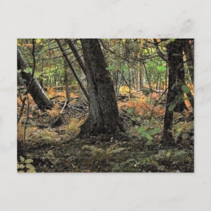 Autumn forest scene                 postcard