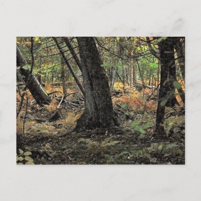 Autumn forest scene                 postcard (Front)