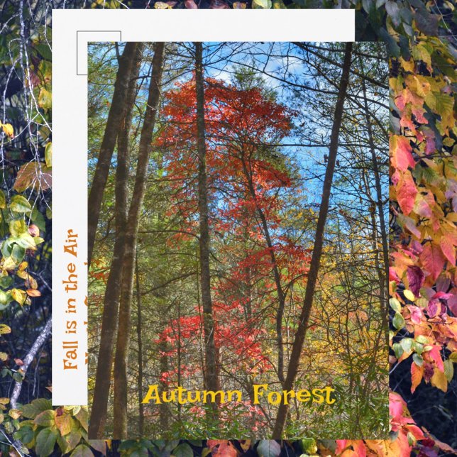 Autumn Forest Scenic Landscape Photographic Postcard (Creator Uploaded)