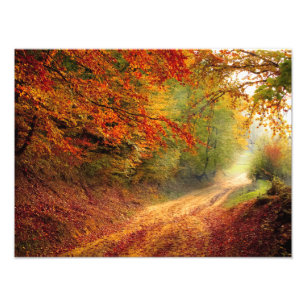 Autumn Forest Track Photo Print