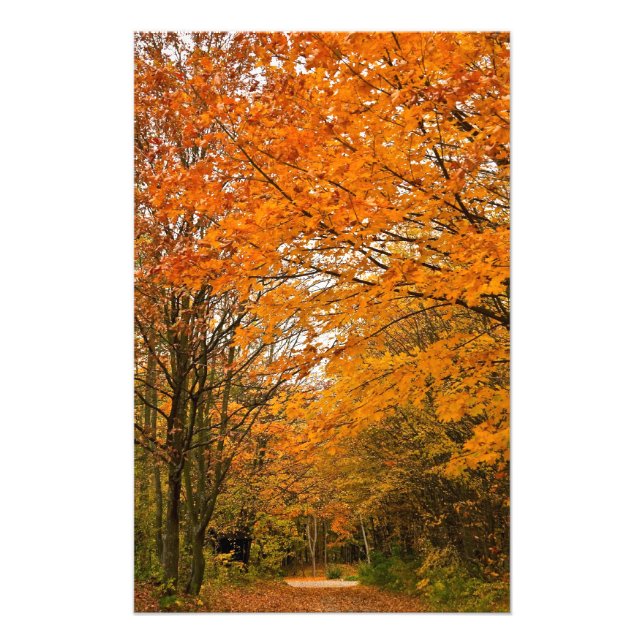Autumn Forest Track Photo Print (Front)
