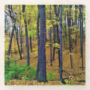 Autumn Forest, West Bend, Wisconsin Glass Coaster