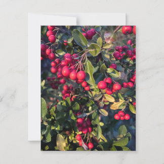 Autumn fruit postcard