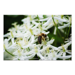 Autumn Gathering Photo Print