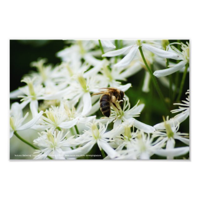 Autumn Gathering Photo Print (Front)