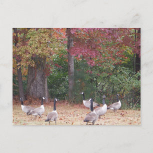 Autumn Geese with Red and Orange Fall Leaves Postcard