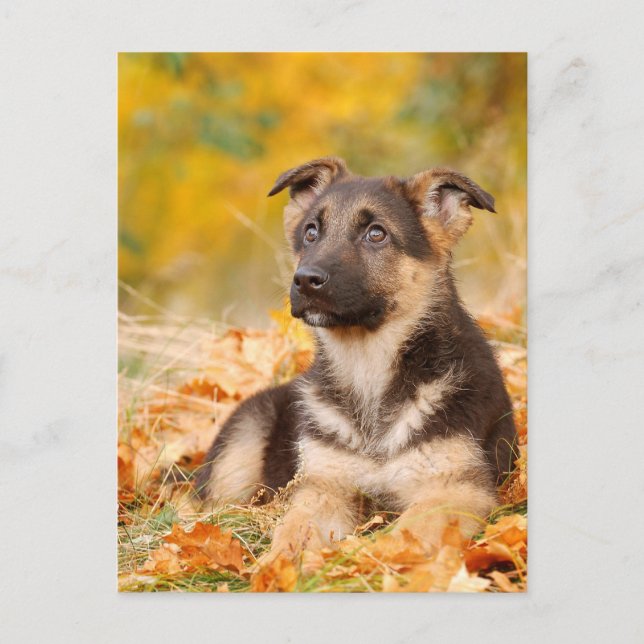 Autumn German shepherd dog puppy Postcard (Front)