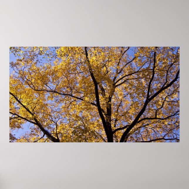 Autumn Gold Golden Leaves Tree Poster (Front)