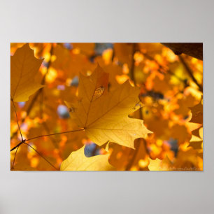 Autumn Golden Gold Maple Leaf Poster
