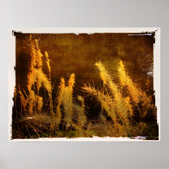 Autumn Grasses Poster (Front)