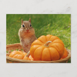 Autumn Harvest Chipmunk Postcard