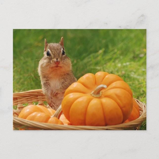 Autumn Harvest Chipmunk Postcard (Front)