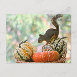 Autumn Harvest Squirrel Postcard