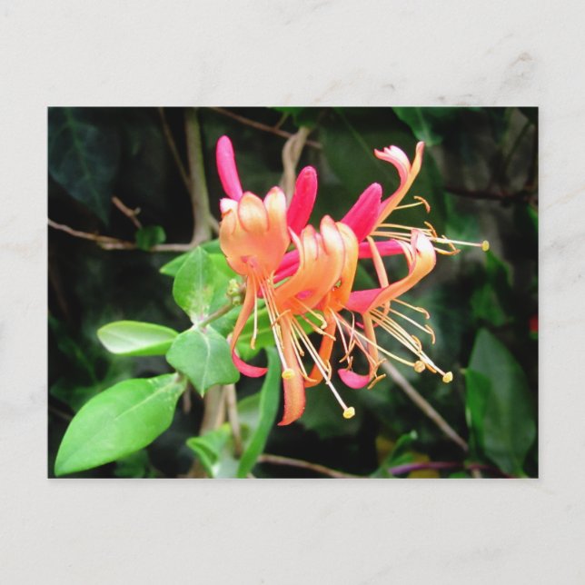 Autumn Honeysuckle ~ postcard (Front)