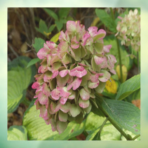 Autumn Hydrangea Bloom with Golden Hosta Leaves