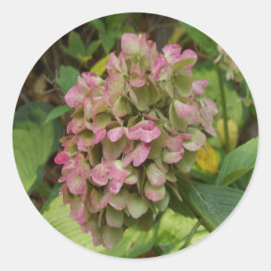Autumn Hydrangea Bloom with Golden Hosta Leaves Classic Round Sticker