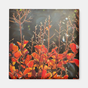 Autumn in Canberra Magnet