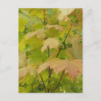 Autumn In Maine Postcard