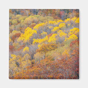 Autumn in Michigan Magnet