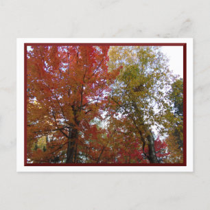 Autumn in Northern Minnesota Postcard