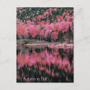 Autumn in Pink Postcard