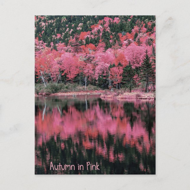 Autumn in Pink Postcard (Front)