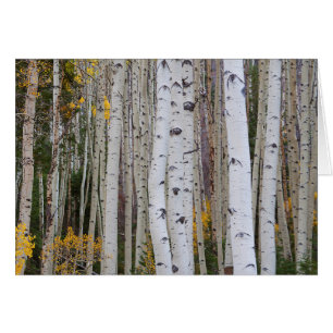 Autumn in the Aspen's